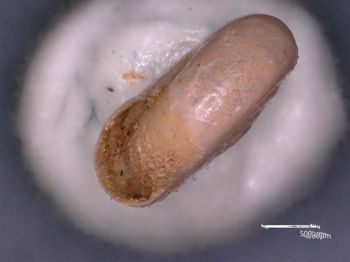 Media type: image; Malacology 203911